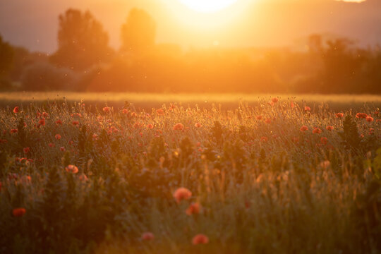 Summer sunset over beautiful poppy meadow.