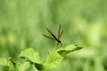 calopteryx virgo