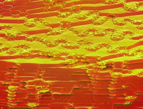 Eye lens fibres, SEM