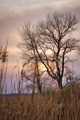 Fototapeta na wymiar Tree in pink red orange sun light setting. Romantic mood. Peace and solitude
