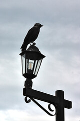 crow on the street lamp