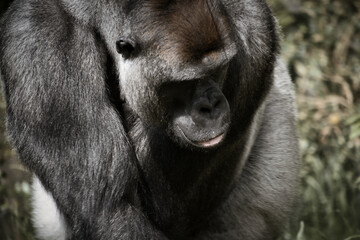 Gorilla, Silver back. The herbivorous big ape is impressive and strong.