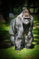 Gorilla, Silver back. The herbivorous big ape is impressive and strong. © Martin