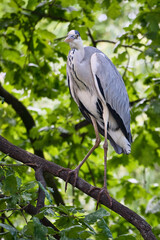 Grey heron on a tree. Bird stands on a branch and lurks for prey. Animal photo from nature