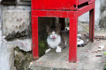 半目の野良猫の舌
