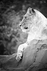 Lioness in white with lying on a rock. Relaxed predator. Animal photo of big cat