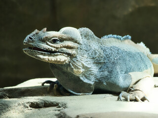 large iguana lying on a stone. Thorny comb and scaly skin. Animal photo