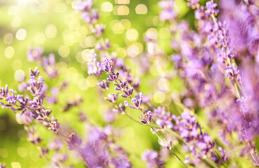 Obraz premium gardening, botany and flora concept - beautiful lavender flowers blooming in summer garden