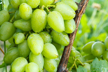 Unripe, young wine grapes in summer vineyard.