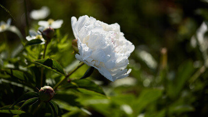 floral panoramic banner. beautiful white peony on a blurred background close-up. summer mood, copy space