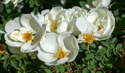 White rosehip flowers in nature.