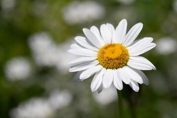 White chamomile flower on defocused nature background.