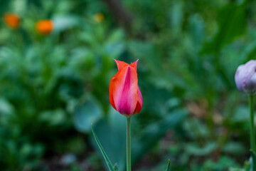 Various tulips in the springtime