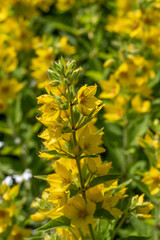 Yellow flowers of dotted loosestrife or large yellow loosestrife or circle flower or spotted loosestrife (Lysimachia punctata) close up