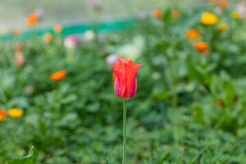 Obraz premium Various tulips in the springtime