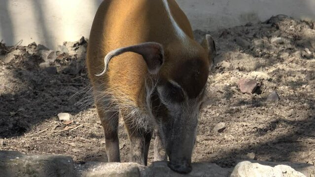 Red River Hog (Potamochoerus porcus) looking for food.