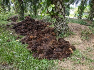 Naklejka na ściany i meble Oil Palm waste (janjangan kosong) Arranged around oil palm trees