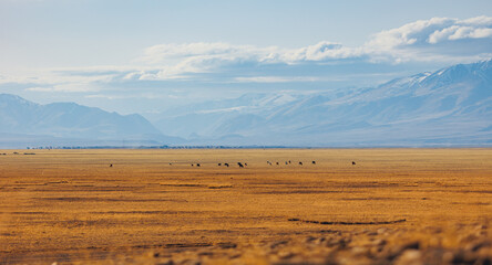 Beautiful landscape autumn steppe field with horses and herd of sheep background snow peaks mountains Altai Kurai