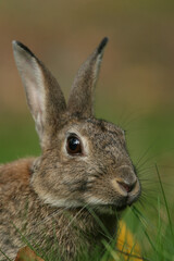 A portrait of an European Rabbit foraging
