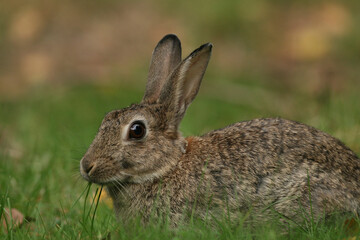 A portrait of an European Rabbit foraging 
