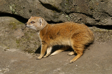 Portrait of a young Yellow Mongoose on the lookout
