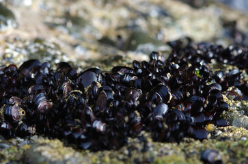 初夏の海。静かな時間と空間がゆっくりと流れていきます。引き潮で現れた岩は、あたかも荒々しい地球創生の姿を見ているようです。地球の原風景。