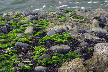 初夏の海。静かな時間と空間がゆっくりと流れていきます。引き潮で現れた岩は、あたかも荒々しい地球創生の姿を見ているようです。地球の原風景。