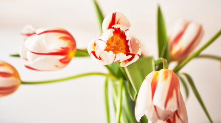 close up shot of tulips on white background.