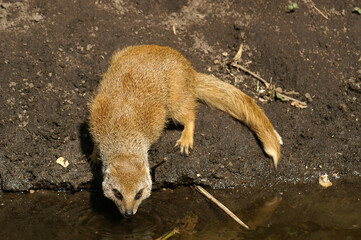 Portrait of an adult Yellow Mongoose drinking water
