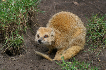 Portrait of an adult Yellow Mongoose on the lookout
