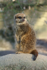 A portrait of an adult Meerkat on the lookout on a rock
