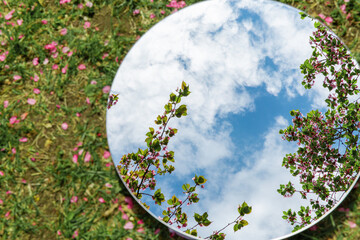 nature and flora concept - close up of cherry tree blossoms reflection in round mirror on ground in...