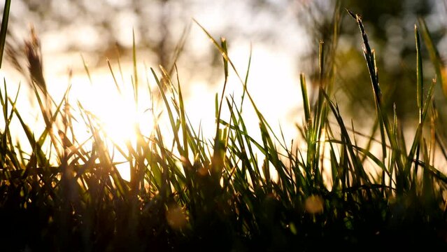 Grasses swaying in the wind at sunset. Nature or carbon neutrality or carbon net zero or environment background video.