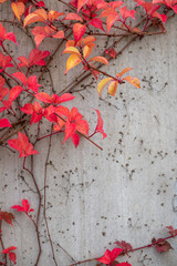 Close up of Red Fauna on a grey concrete background