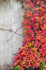 Close up Red Fauna on a grey concrete background