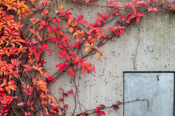 Red Fauna on a grey concrete background
