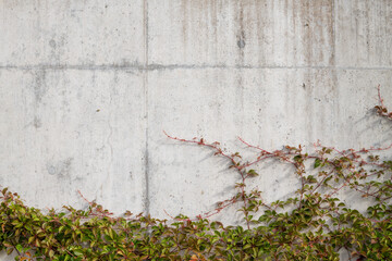 Green Ivy climbing on grey concrete