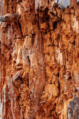 Wood with affected bark. Mahogany background without bark. Close-up