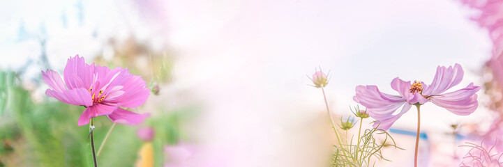 Floral landscape background with pink large cosmea flowers on a green blurred background. Close-up,...
