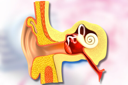 Human ear cross section anatomy. 3d illustration.