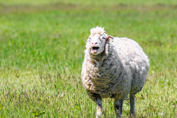 北海道恵庭市、メェ～と鳴く羊【6月】