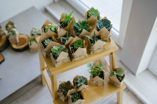 Succulents and cacti are packed in crafting bags and stand on a wooden shelf. Indoor plant store. Vertical photo.