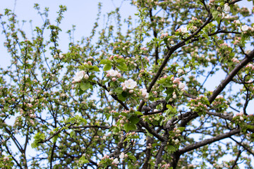 Obraz premium Pink apple blossoms in the blue sky