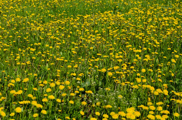 Blooming dandelion meadows in spring