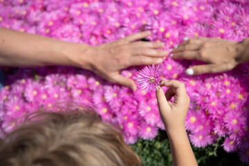 Obraz na płótnie Canvas Family hands of father, mother and child together on pink asters, pink daisies texture background.
