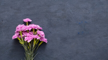 Pink flowers of garden carnation on a dark stone background. Top view