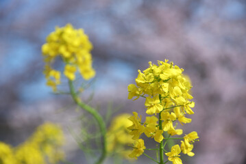 菜の花