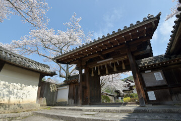 春の毘沙門堂　薬医門　京都市山科区