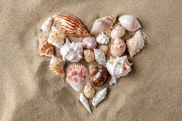 nature and summer holidays concept - different sea shells on beach sand