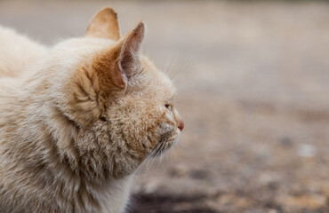 Red cat on the street close-up